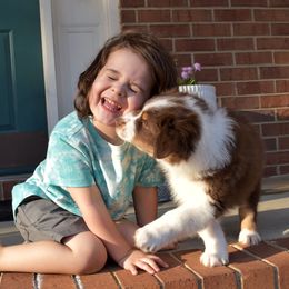 Australian Shepherd Puppies from Indigo Grove Aussies