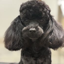 Onyx - Poodle