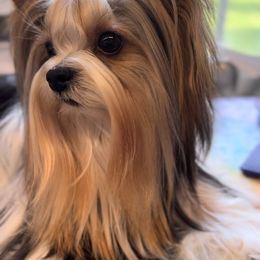 Leo - Biewer Terrier