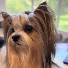 Leo - Biewer Terrier