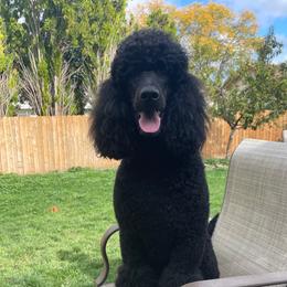 Colette - Poodle