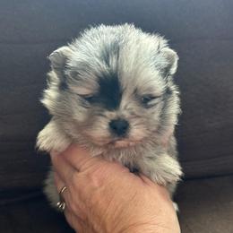 Murph - Blue merle female Pomeranian puppy in Zavalla, Texas from Precious Puff Poms