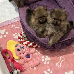 Pomeranian Puppies from Lori’s Precious Poms
