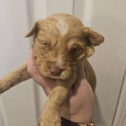 Marshall - Red and white male Cockapoo puppy in Galena, Illinois from Perry's doodles