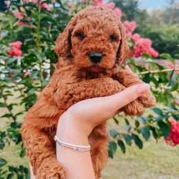 Louis - Red  male Goldendoodle puppy in Jacksonville, Florida from First Coast Goldendoodles