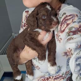 Violet - Brown and white female Aussiedoodle puppy in Prescott Valley, Arizona from Ramirez Family Doodles