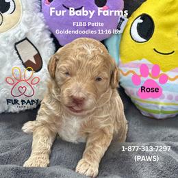 Rose - Cream female Goldendoodle puppy in Michigan from Fur Baby Farms
