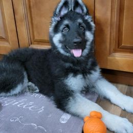 Shiloh Shepherd Puppies from Edelweis Shiloh Shepherds