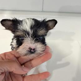 Fiyero - Black tan and white male Biewer Terrier puppy in Cartersville, Georgia from Alpha Tiny Paws