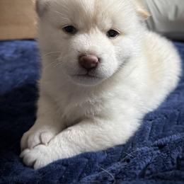 Cookie - Cream female Shiba Inu puppy in Gladewater, Texas from Mirage Siberians