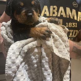 Rottweiler Puppies from Vom Allegiance Haus
