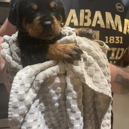 Rottweiler Puppies from Vom Allegiance Haus