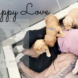 Poodle Puppies from Serene Arenas' Standard Poodles
