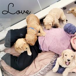 Poodle Puppies from Serene Arenas' Standard Poodles