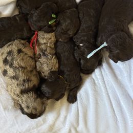 Cockapoo puppies from Pucci Pawfect