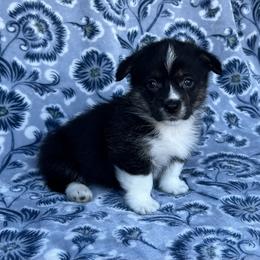Albert - Black and tan male American Corgi puppy in Washington, Arkansas from Foxy Knoll Farm