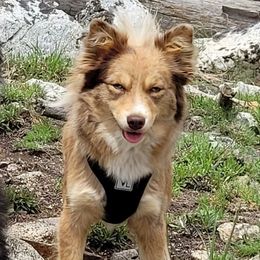 Willow - Pomsky