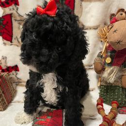 Mittens - Black and white female Cockapoo puppy in Atco, New Jersey from Flannery’s lucky pup’s🍀