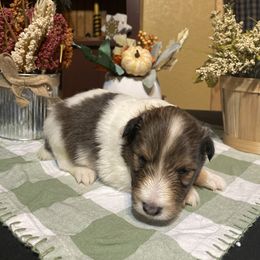 Shetland Sheepdog Puppies from Zuber’s Indiana Shelties