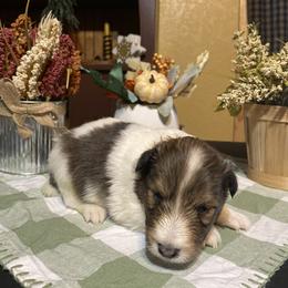 Shetland Sheepdog Puppies from Zuber’s Indiana Shelties