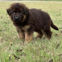 German Shepherd Puppies from Maximum Security GSD