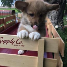 American Corgi and Pembroke Welsh Corgi Puppies from Bejay’s Corgis