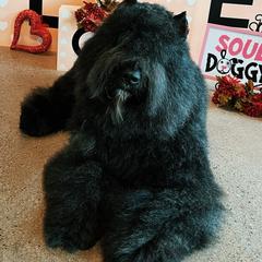 Bouvier des Flandres from Abrielle Bouviers