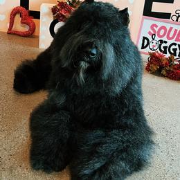 Bouvier des Flandres from Abrielle Bouviers