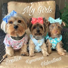 Yorkshire Terriers from Once Upon a Yorkie by May