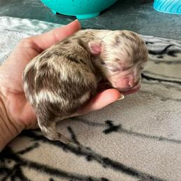 Pixel - Merle female Chihuahua puppy in Breese, Illinois from Casey's Chihuahuas