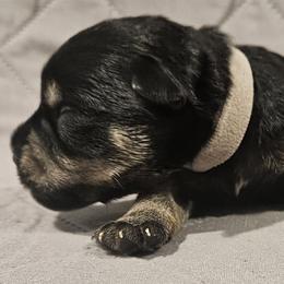 Silver Collar Boy - Black and silver male Miniature Schnauzer puppy in Mingo, Iowa from Central Iowa Schnauzers, LLC