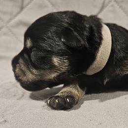 Silver Collar Boy - Black and silver male Miniature Schnauzer puppy in Mingo, Iowa from Central Iowa Schnauzers, LLC