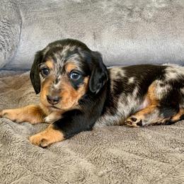 Dutch - Dapple male Dachshund puppy in Queen Creek, Arizona from Jolly Rogers Dachshunds