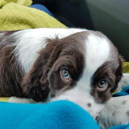 English Springer Spaniel Puppies from Rocky Mountain Springer Spaniels