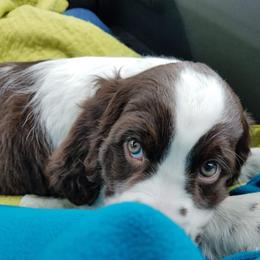 English Springer Spaniel Puppies from Rocky Mountain Springer Spaniels