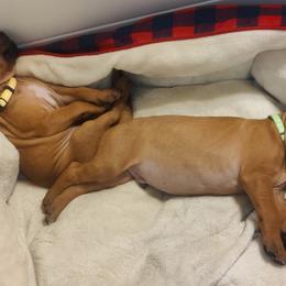 Rhodesian Ridgeback Puppies from Sans Peur Ridgebacks