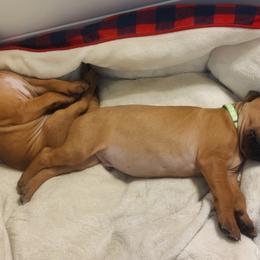 Rhodesian Ridgeback Puppies from Sans Peur Ridgebacks