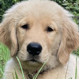 Golden Retrievers from Goldens Retreat