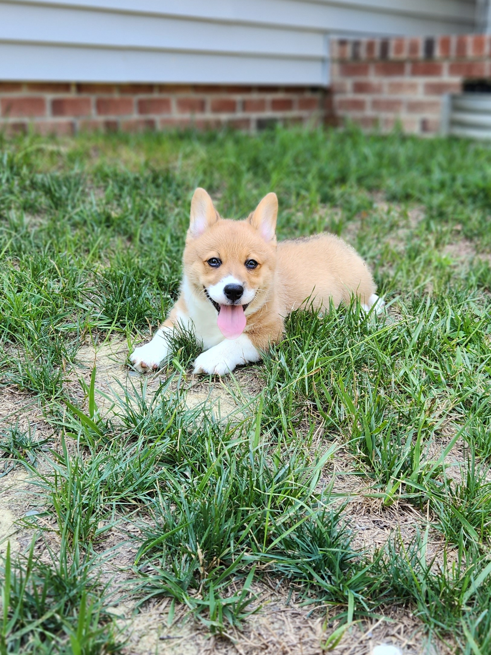 Girl 1 - Red Pembroke Welsh Corgi puppy in Cameron, North Carolina from Butts Family Corgis