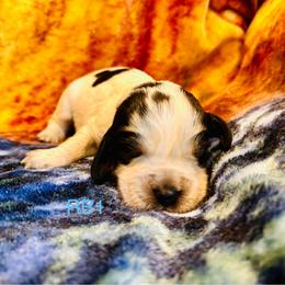 RB1 - Tri-Roan male English Springer Spaniel puppy in Britton, South Dakota from K&S Canines
