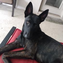 xDutch Shepherd All Grown Up from We Like it Ruff Working K9 Breeding and Training