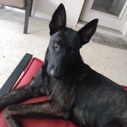 xDutch Shepherd All Grown Up from We Like it Ruff Working K9 Breeding and Training