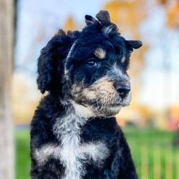 Bernedoodle Puppies from Beary Sweet Doodles