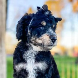Bernedoodle Puppies from Beary Sweet Doodles