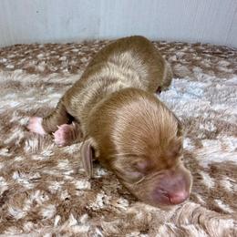 Female 3 - Chocolate and tan female Dachshund puppy in El Campo, Texas from Creamer Creek Kennel