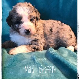Aussiedoodle and Australian Shepherd Puppies from Dunroamin Farms Australian Shepherds and Aussiedoodles