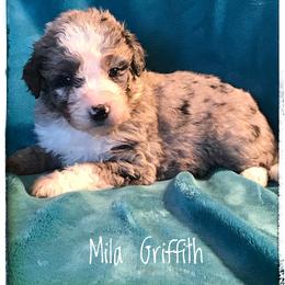 Aussiedoodle and Australian Shepherd Puppies from Dunroamin Farms Australian Shepherds and Aussiedoodles