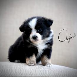 Tabasco - Black tri female Miniature Australian Shepherd puppy in Prague, Oklahoma from Clay Creek Aussies