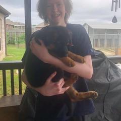 German Shepherd Puppies from Semper Fi K9 Montana