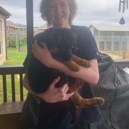 German Shepherd Puppies from Semper Fi K9 Montana